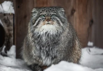 «Зажировку» внесли в словарь благодаря манулу из Новосибирска