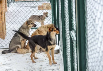 Если вы пропустили: собачий дом, неутешное горе и откровения Деда Мороза
