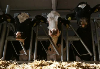 Новосибирские бурёнки дают по пять тонн молока в год