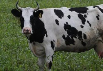 Новосибирских коров массово вывели на летние пастбища