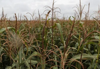 Режим ЧС ввели из-за засухи в шести районах Новосибирской области