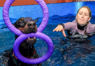 Новосибирская неделя: разморозка долгостроев и SPA для собак