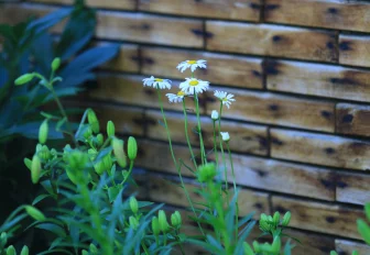 Дачные автобусы запускают 18 апреля в Новосибирске