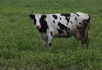 Компенсации за изъятых коров начали выплачивать новосибирским крестьянам