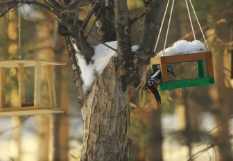 Заельцовский бор Новосибирска защитили от снегоходов и питбайков