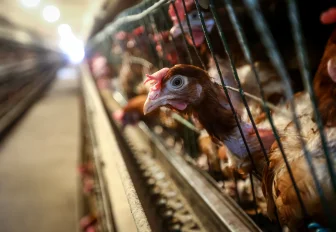 Вакцинация домашних птиц от гриппа пройдёт в Новосибирске с 18 по 21 мая