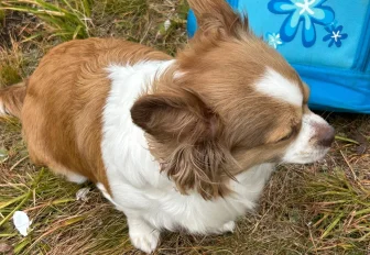 Новосибирцев призвали начать обрабатывать питомцев от клещей