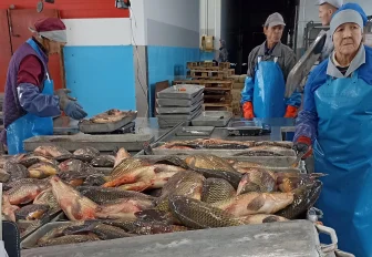 Новосибирская область нарастила экспорт рыбы в Китай и Казахстан