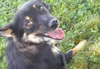 «Боня дома!»: сбежавшую дворняжку нашли и отправили на Сахалин