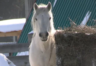 Госуслуги для коней: в Новосибирске работают над новой цифровой площадкой