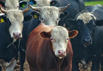 Аферисты пытаются нажиться на пастереллёзе в Новосибирской области