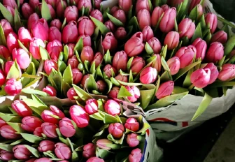 141 тонну цветов ввезли в Новосибирскую область перед 8 Марта