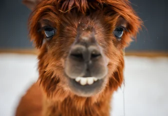 Если вы пропустили: балерина на стене, пушистый антистресс и дом Крячкова