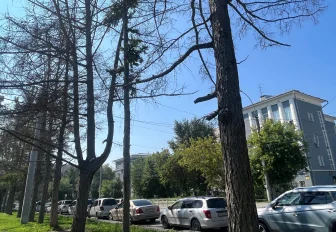 Погибшие лиственницы на Мичурина заменят новыми деревьями