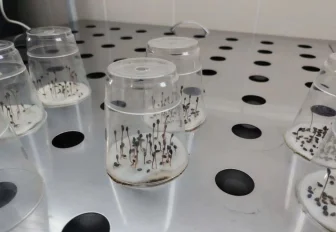 Рекордный запас семян сосен и елей создали в Новосибирской области