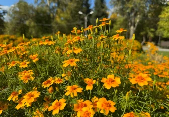 Как стать волонтёром в голосовании за благоустройство в Новосибирске