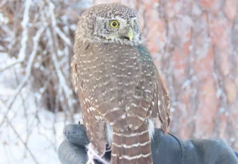 Сломавшего крыло воробьиного сычика спасла волонтёр из Академгородка