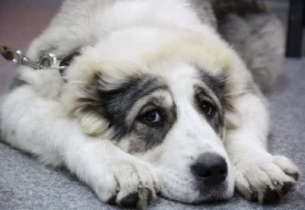 15 собак и 3 кошки съездили за границу на каникулах вместе с новосибирцами