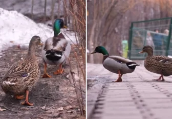 Дикие утки начали возвращаться в Новосибирск с приходом тепла: видео