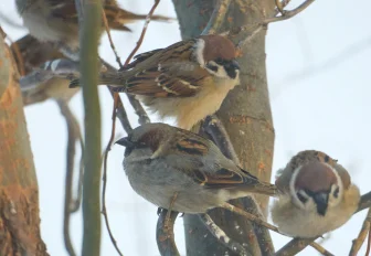 Птичья перепись: новосибирцам предложили посчитать воробьёв