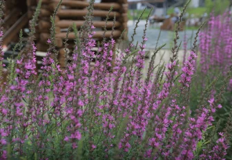 Идеи по зелёному голосованию принимают до 27 марта в Новосибирске