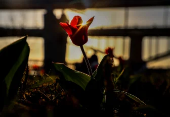 Весна на Михайловской набережной: тюльпаны зацвели в Новосибирске