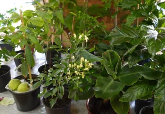 Кустарник с ягодами долголетия привезли на выставку в Дачную академию