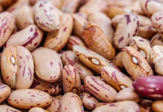 Личинки зерновок впервые завезли в Новосибирск в таджикской фасоли