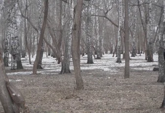 В парках Новосибирска рыхлят снег на пробуждающихся цветниках