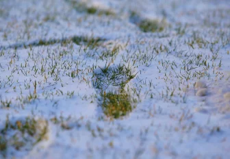 Подрядчики заплатят за порчу газонов при уборке снега в Новосибирске