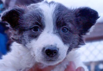 Помочь утеплить вольеры в приюте для собак попросили новосибирцев