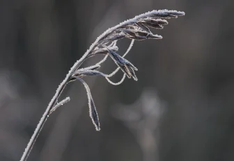 Как подготовить сад и огород к зиме — советы профессора НГАУ