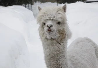 Плакса тут главная: репортаж из альпака-кафе, открывшегося в Новосибирске