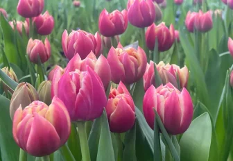 Мир роботов, тюльпановый рай и перформанс балерин: лучшие видео 2025 года