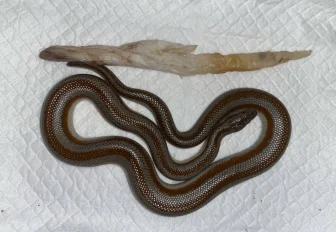 Сглотнувший салфетки удав попал в ветклинику Новосибирска