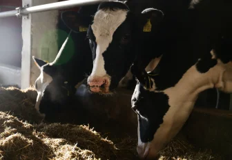 В Новосибирской области уже 17 дней не фиксируют новые случаи пастереллёза