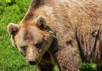 Найти и уничтожить: бурого медведя застрелят под Новосибирском