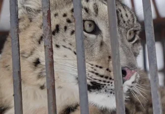 Сытые и пушистые: кошки Новосибирского зоопарка не боятся морозов