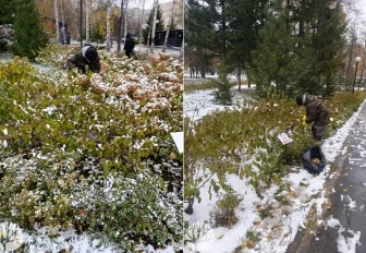 Как цветники в новосибирских парках готовят к зиме — фото
