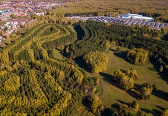 Аварийные деревья начали сносить в загадочном лесу под Новосибирском