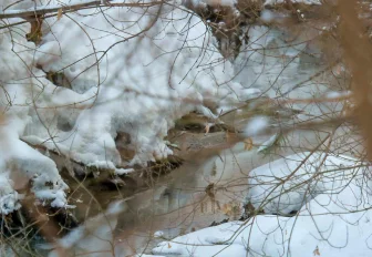 Аномальную миграцию косуль объяснили в новосибирском минприроды