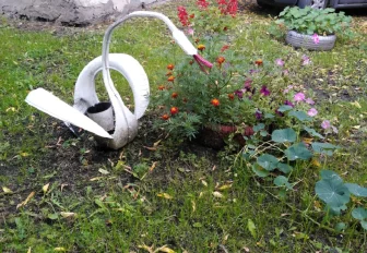 Чем опасны лебеди из покрышек — ответ биолога из Новосибирска