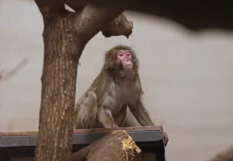 Аппетит хороший: три японские макаки обживаются в новосибирском зоопарке