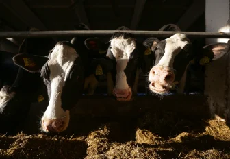 Дефицита говядины в Новосибирске не будет — региональный минсельхоз