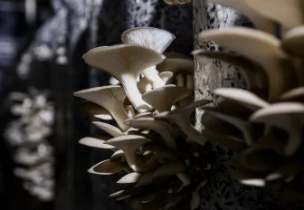 Редкие грибы запретят собирать жителям Новосибирской области