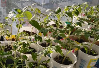 Какие овощи сеять на рассаду в феврале — рассказала новосибирский агроном