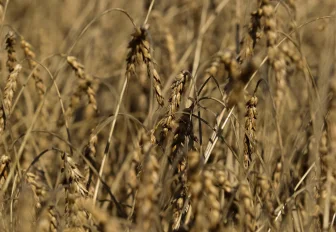 Первый миллион тонн зерна намолотили в Новосибирской области