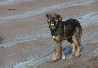 Площадку под новый собачий приют отсыпали золой с ТЭЦ в Новосибирске