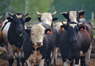 Биолог поддержал меры по борьбе с пастереллёзом в Новосибирской области