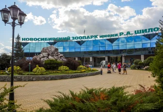 Малайскую медведицу-сладкоежку показывают в новосибирском зоопарке 